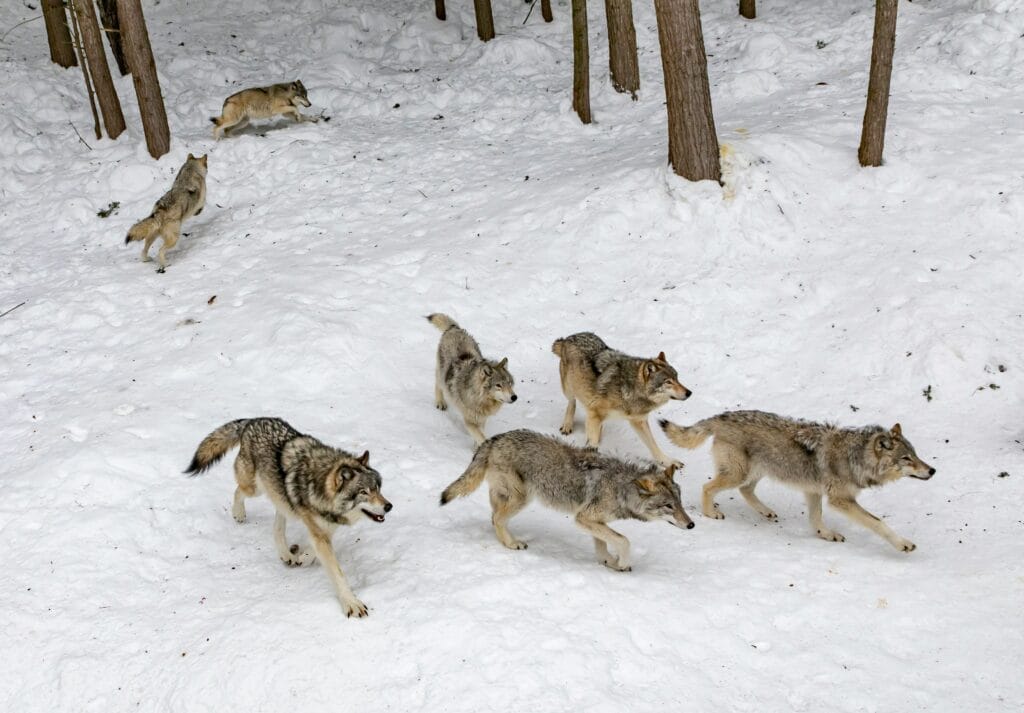 group of wolfs