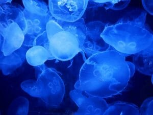 grant-cai-Qn98r9k8mv8-unsplash jelly fish