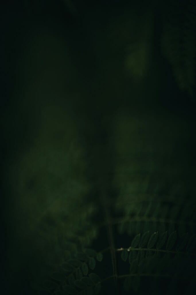 rafael-rodrigues-1V9HyDB3G5E-unsplash